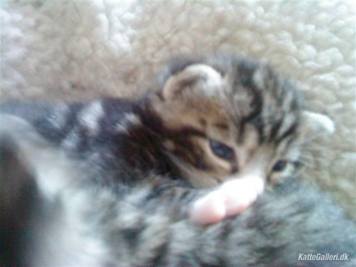 Huskat Fido  - Kun et par dage gammel billede 2