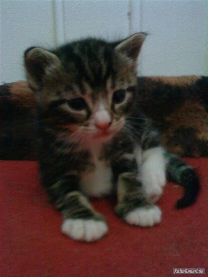 Huskat Fido  - En tyk lille misling billede 3