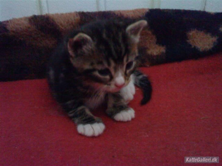 Huskat Fido  billede 4