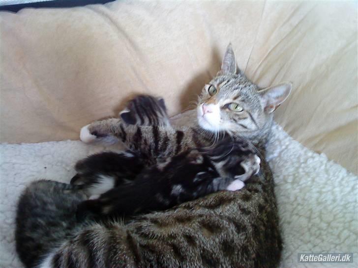 Huskat Fido  - Man ligger altså godt her hos mor billede 5