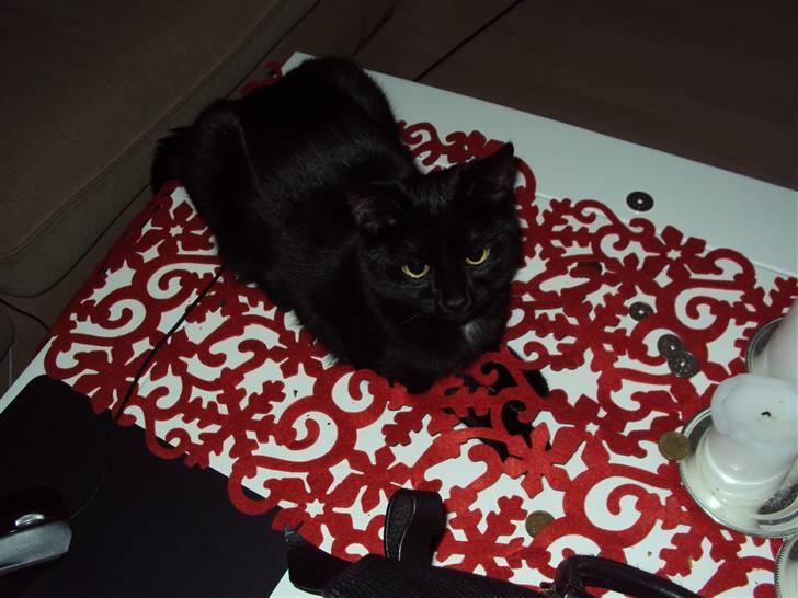 Blanding af racer Putte billede 1