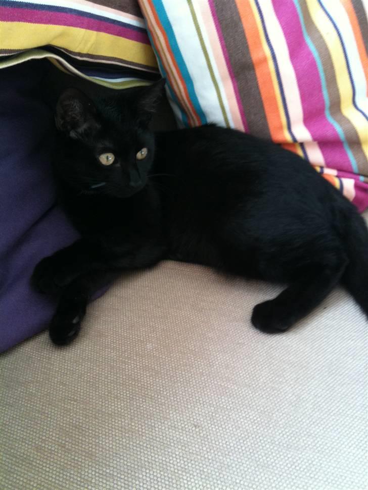 Blanding af racer Putte billede 2