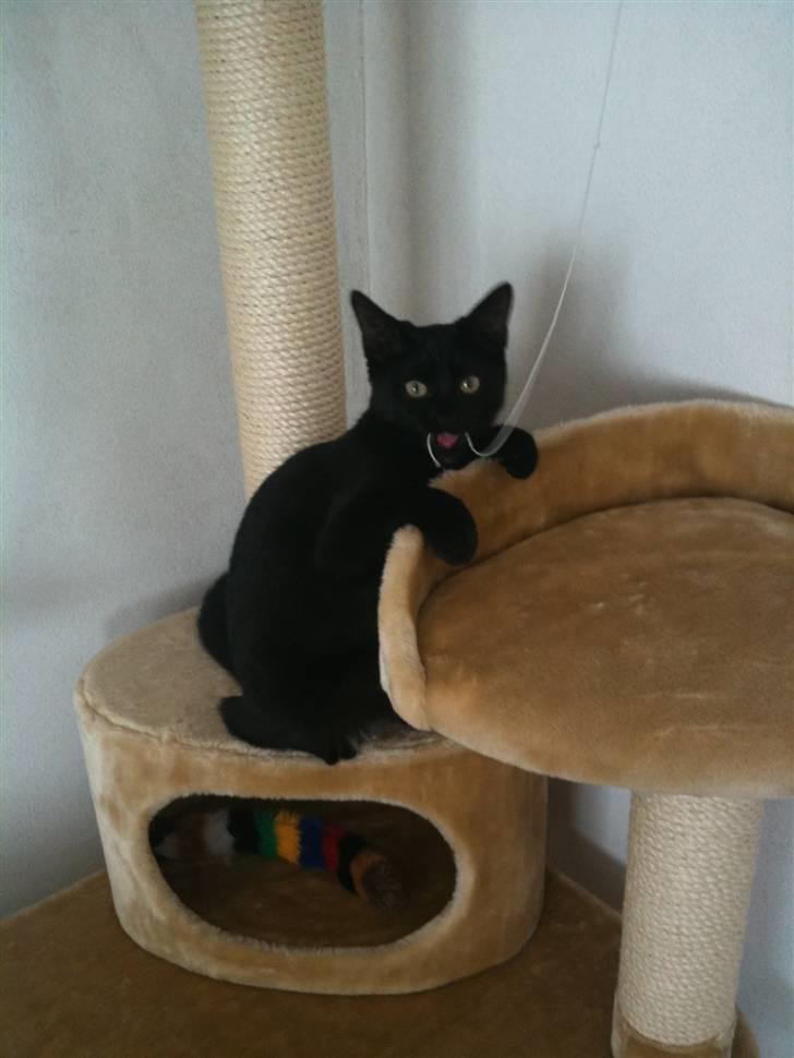 Blanding af racer Putte - Puttes elskede klatre træ. billede 3