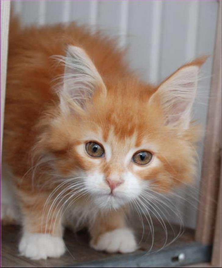 Maine Coon CorkyCoon´s Bonnie billede 2