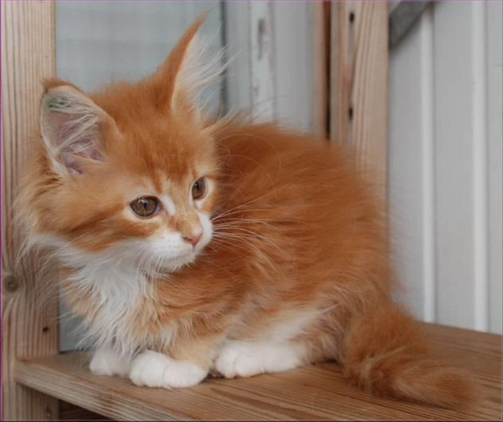 Maine Coon CorkyCoon´s Bonnie billede 3