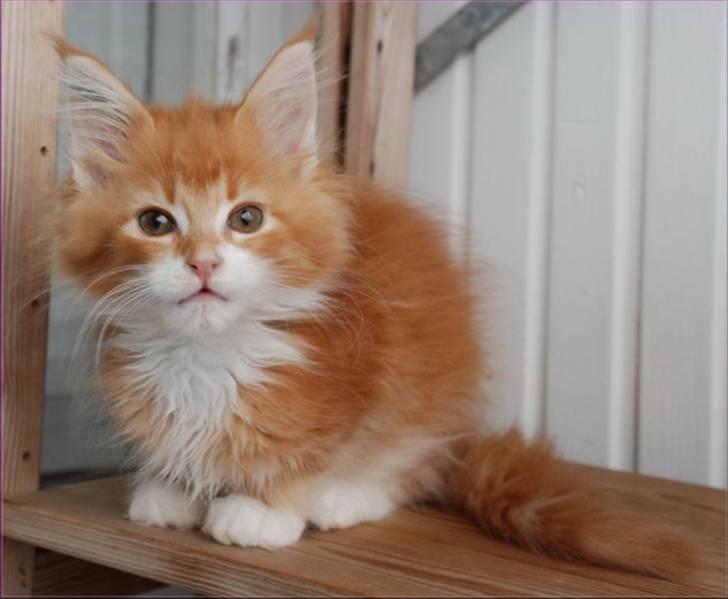 Maine Coon CorkyCoon´s Bonnie billede 4