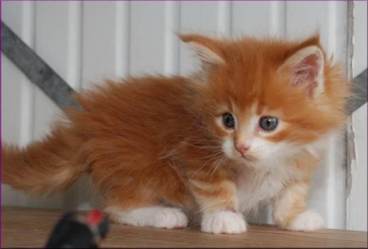 Maine Coon CorkyCoon´s Bonnie billede 5