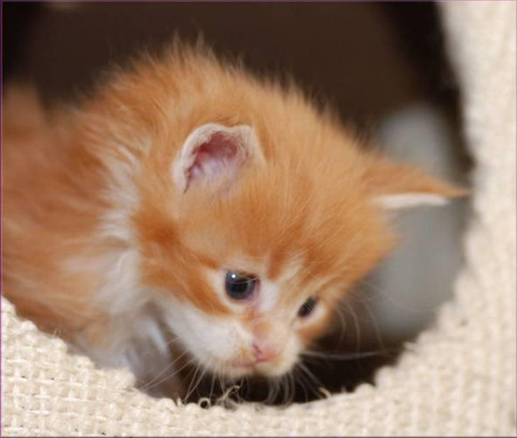 Maine Coon CorkyCoon´s Bonnie billede 6