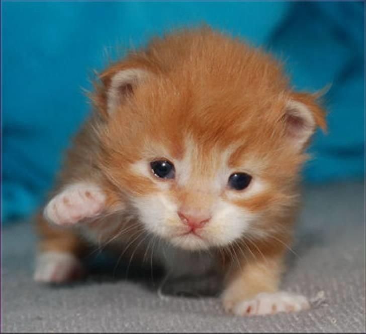 Maine Coon CorkyCoon´s Bonnie billede 9