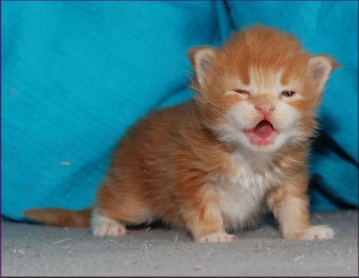 Maine Coon CorkyCoon´s Bonnie billede 7