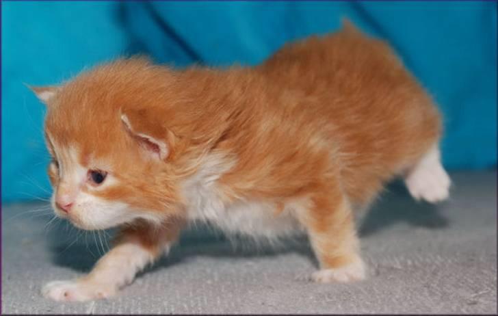 Maine Coon CorkyCoon´s Bonnie billede 8