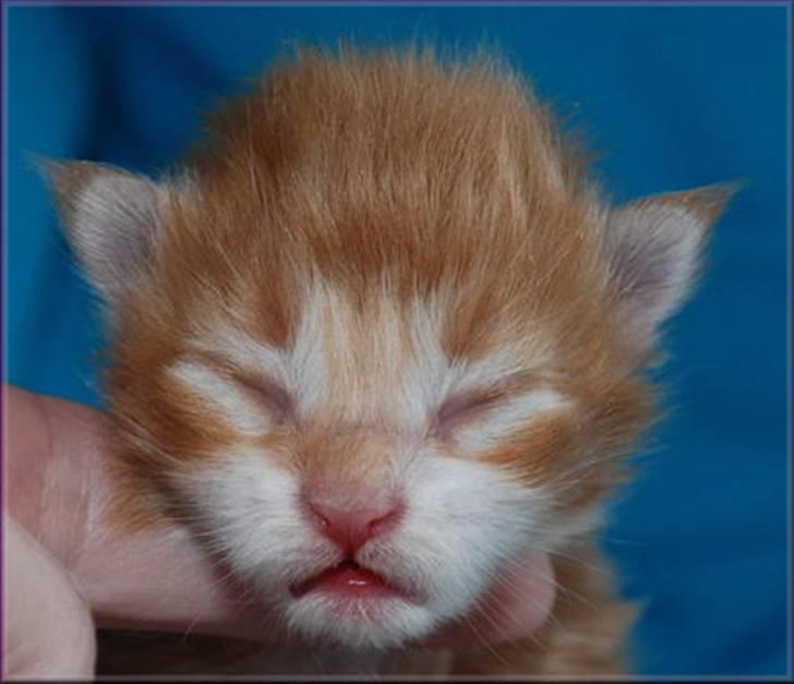 Maine Coon CorkyCoon´s Bonnie billede 10