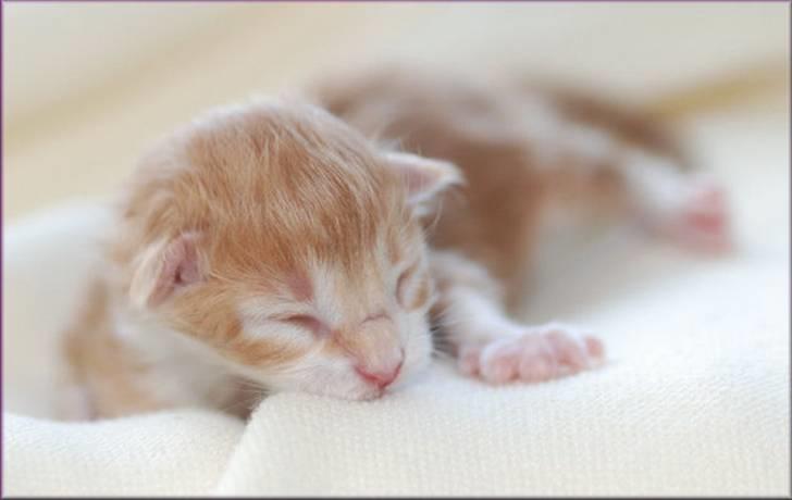 Maine Coon CorkyCoon´s Bonnie billede 11