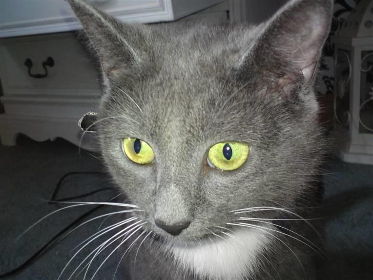 Blanding af racer Pelle billede 1