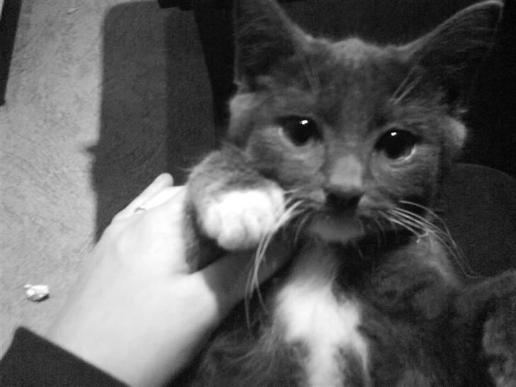 Blanding af racer Pelle billede 2