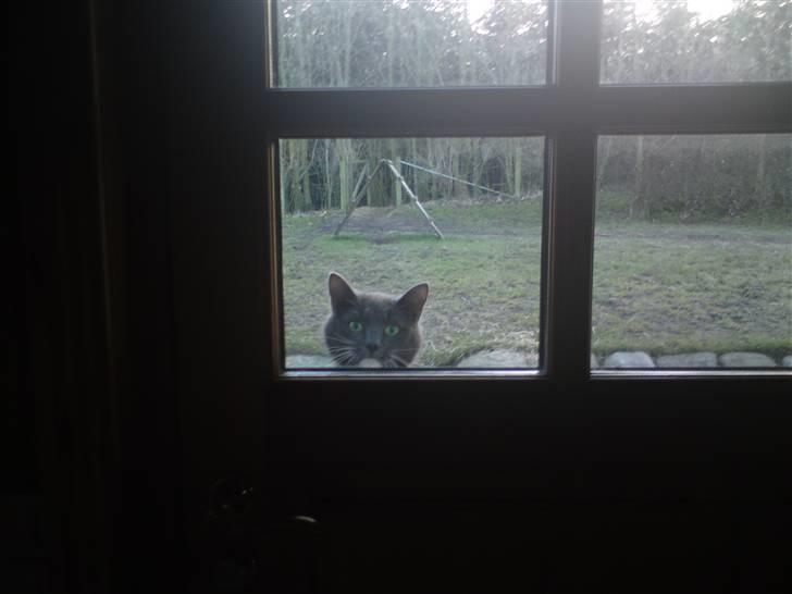 Blanding af racer Pelle billede 3