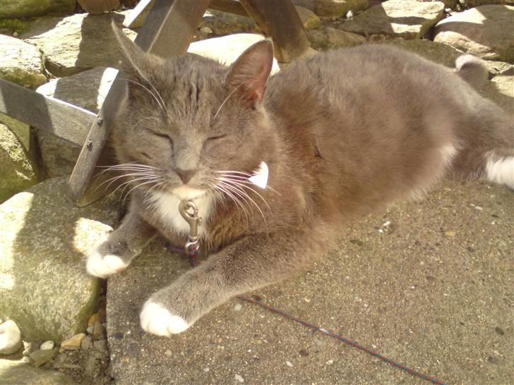 Blanding af racer Pelle billede 4