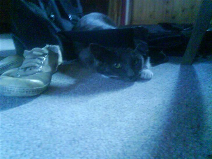 Blanding af racer Pelle billede 5