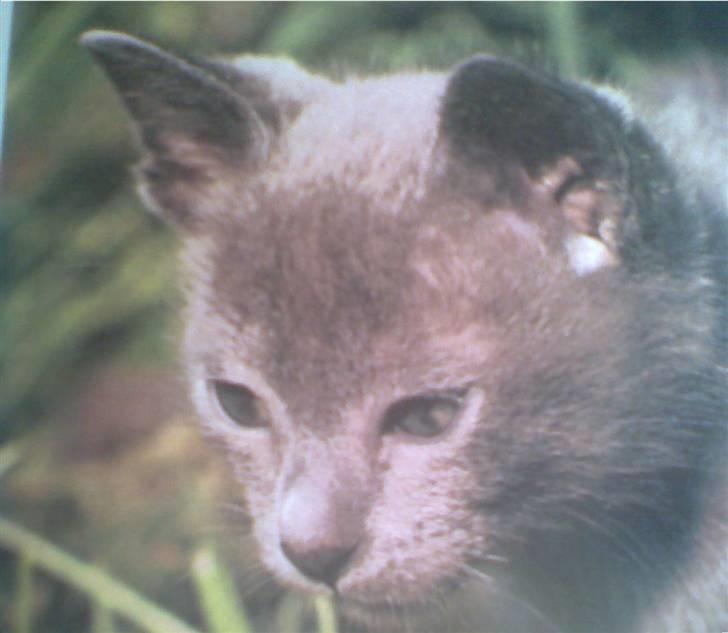 Huskat Felix billede 1