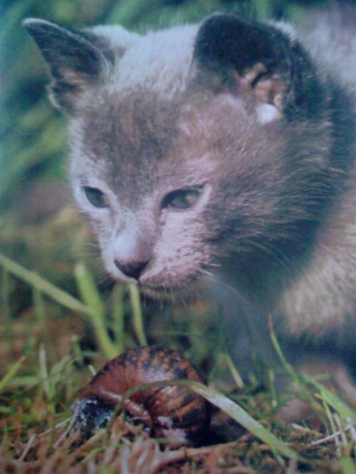 Huskat Felix billede 2