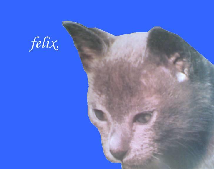 Huskat Felix billede 3