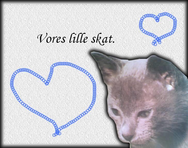 Huskat Felix billede 4