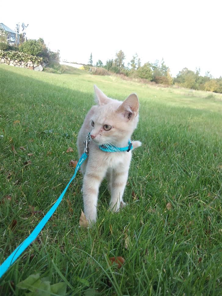 Blanding af racer Choko " Mulle" <3 billede 6