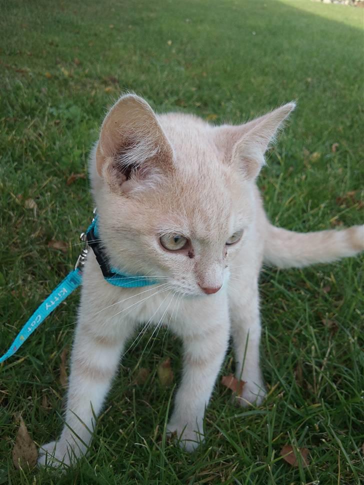 Blanding af racer Choko " Mulle" <3 billede 7