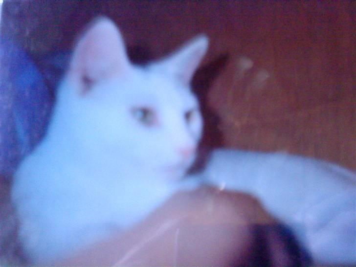 Huskat Fie''R.I.P.'' - Det Fie:) billede 1