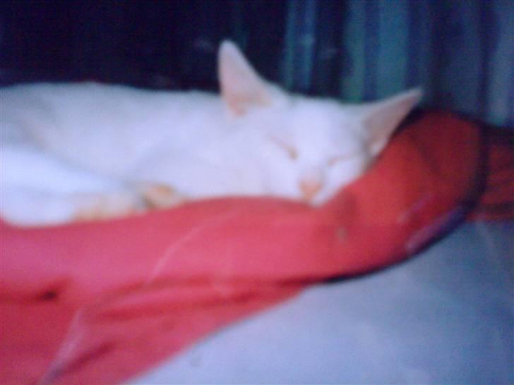 Huskat Fie''R.I.P.'' billede 2