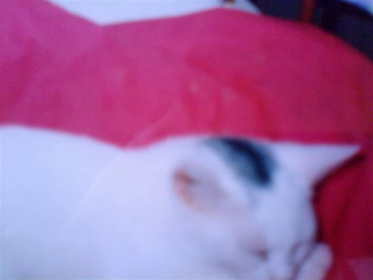 Huskat Fie''R.I.P.'' billede 4