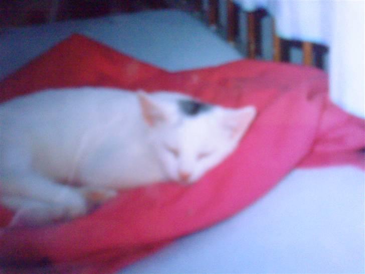 Huskat Fie''R.I.P.'' billede 5