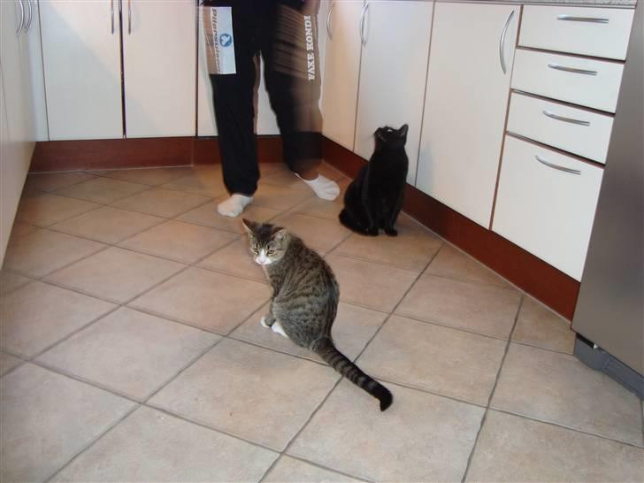 Huskat Malle - de to katte sidder og tigger billede 17