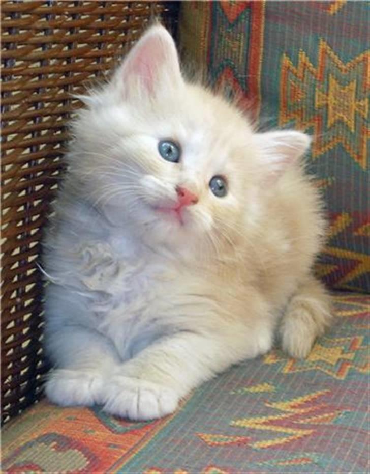 Norsk Skovkat DK Stjernedrys Bolt R.I.P billede 2