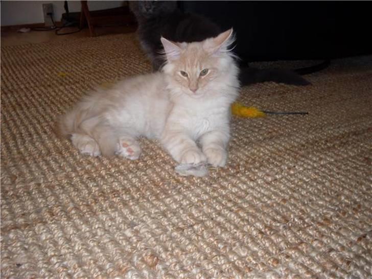 Norsk Skovkat DK Stjernedrys Bolt R.I.P billede 3