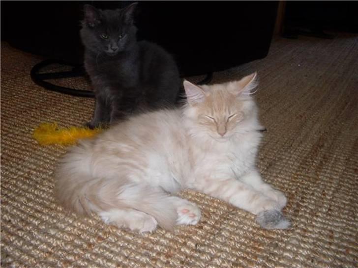 Norsk Skovkat DK Stjernedrys Bolt R.I.P billede 4