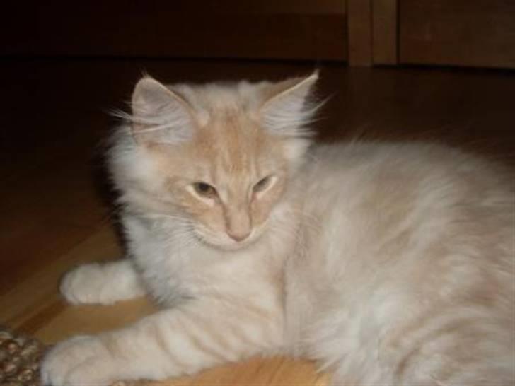 Norsk Skovkat DK Stjernedrys Bolt R.I.P billede 5