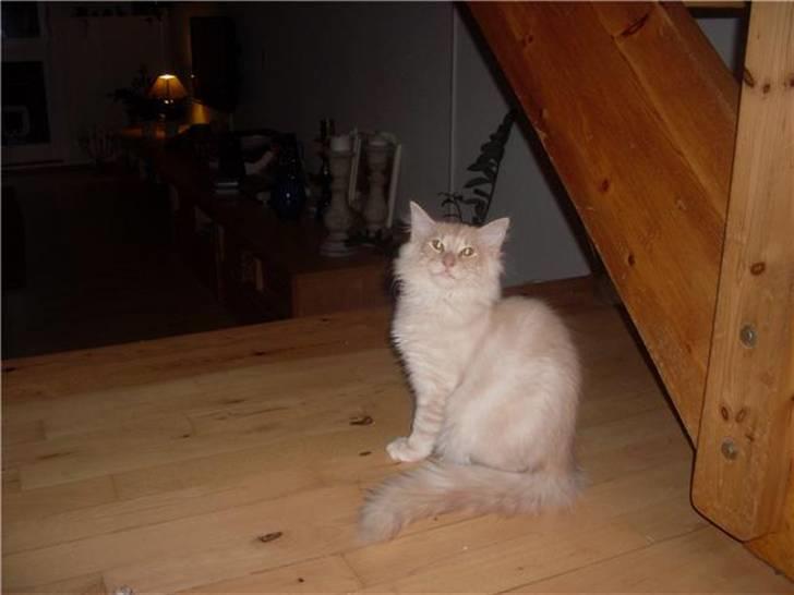 Norsk Skovkat DK Stjernedrys Bolt R.I.P billede 6