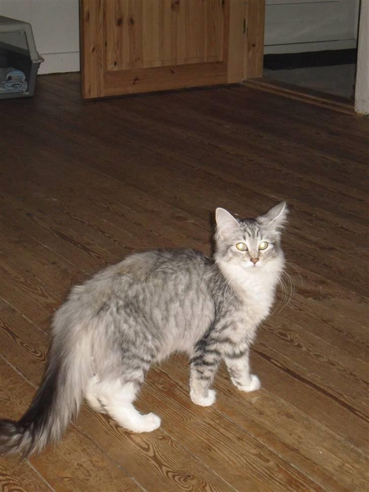 Norsk Skovkat Mira billede 6