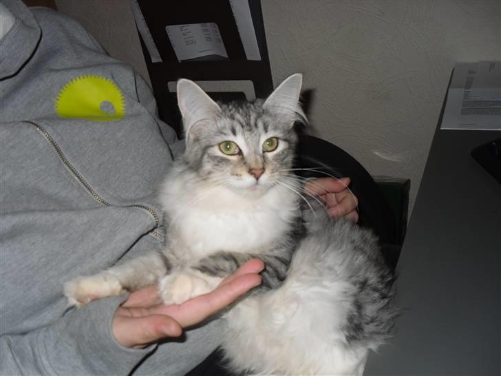 Norsk Skovkat Mira billede 7