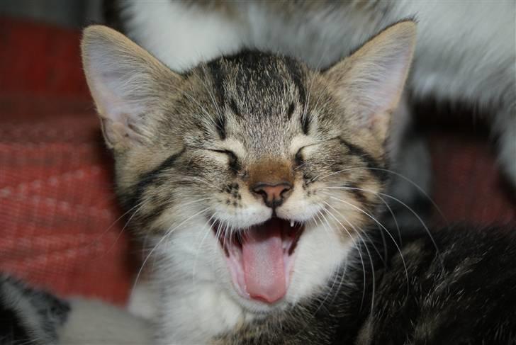 Blanding af racer Mack - gaber billede 13