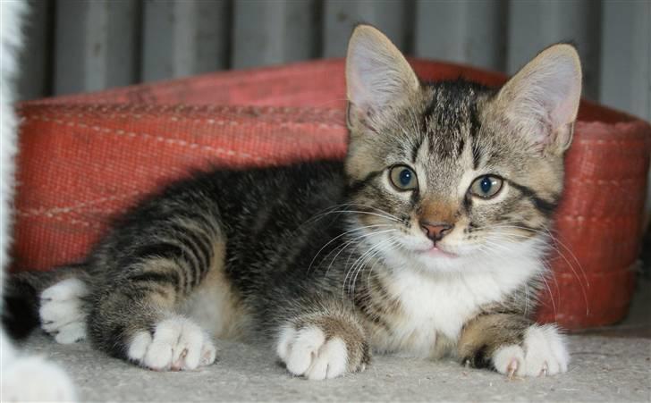 Blanding af racer Mack - Nårh <3 billede 14