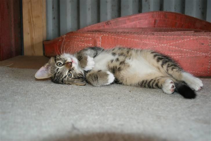 Blanding af racer Mack - min lille pus  billede 15