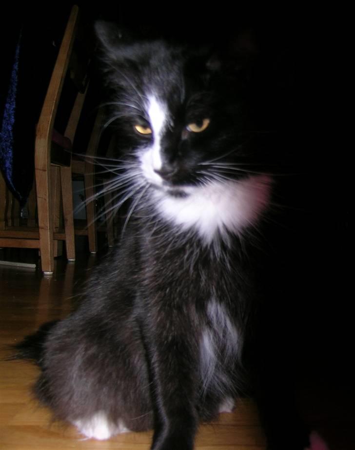 Norsk Skovkat Tantus KitKat Død den 11-10-2011 billede 15