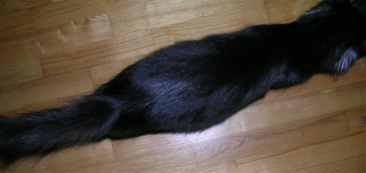 Norsk Skovkat Tantus KitKat Død den 11-10-2011 billede 16