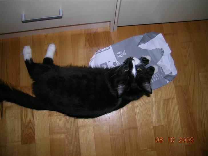 Norsk Skovkat Tantus KitKat Død den 11-10-2011 billede 17