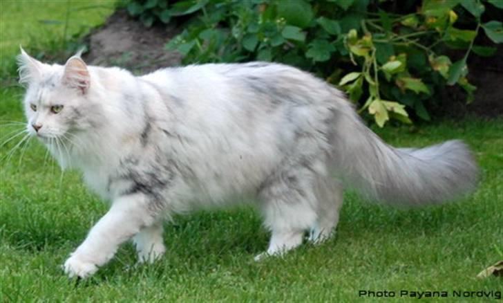 Maine Coon CorkyCoon Luna di Maggio billede 9