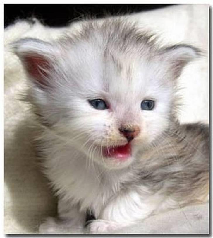 Maine Coon CorkyCoon Luna di Maggio billede 10