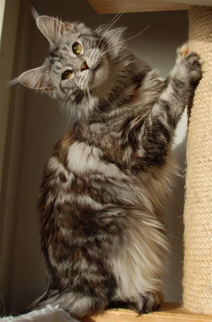 Maine Coon D*Woodwalker Whimpy billede 1