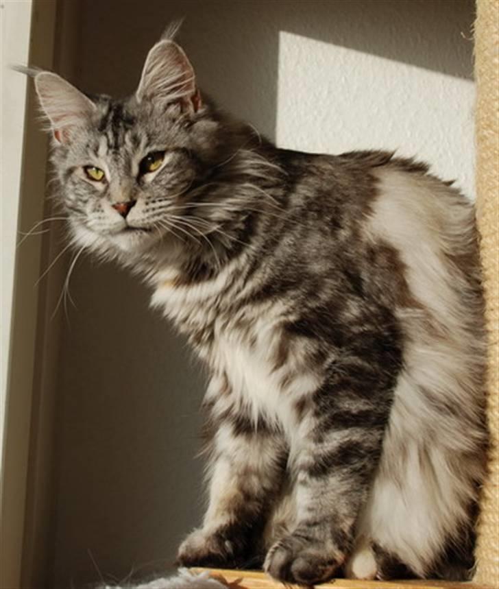 Maine Coon D*Woodwalker Whimpy billede 2